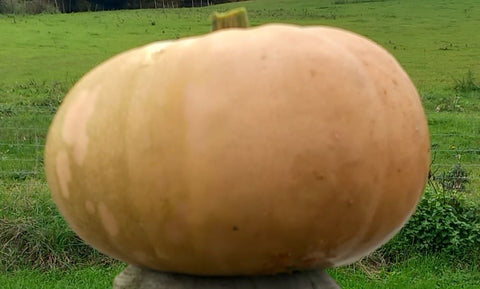 kabocha