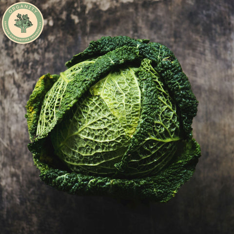 Cabbage - Savoy
