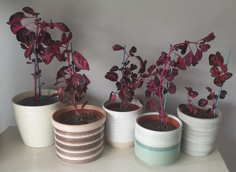 Blood Leaf Plant - By Denize