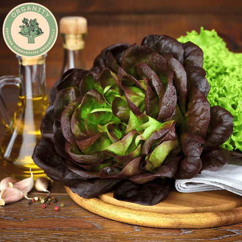 Lettuce - Batavia Green