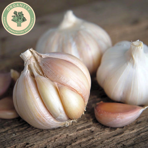 Garlic - Bulb