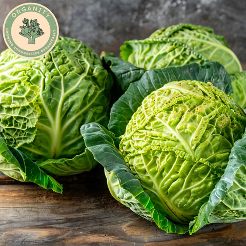 Cabbage - Savoy