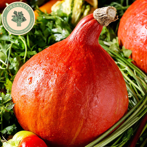 Squash - Red onion