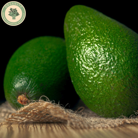 Avocado