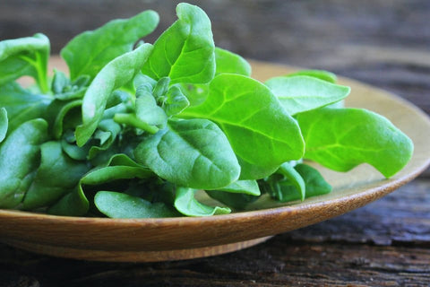 Spinach - New Zealand