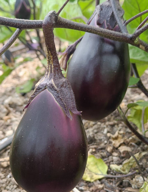 Aubergine - MarKate