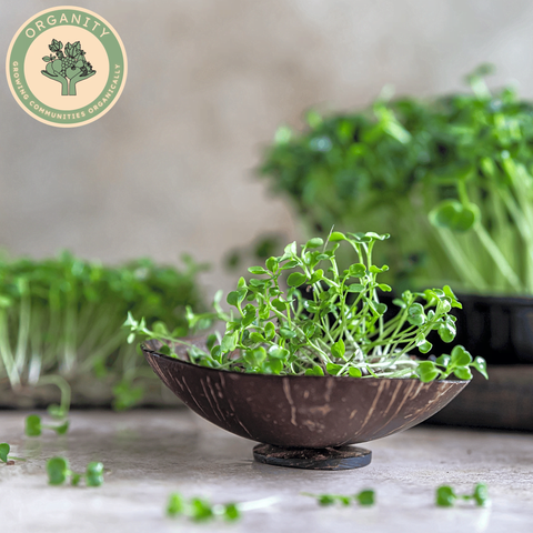 Alfalfa & Broccoli Sprouts