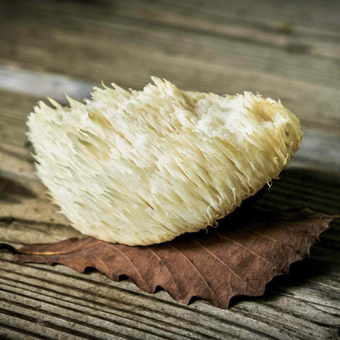 Mushroom - Lions Mane