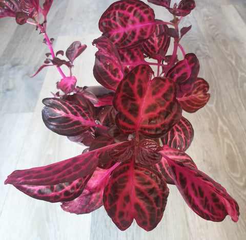 Blood Leaf Plant - By Denize