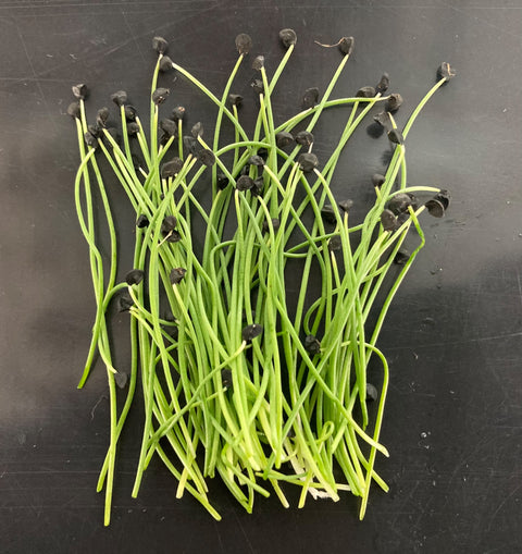 Microherb - Chives
