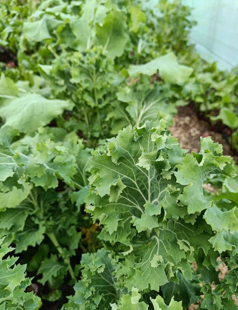 Kale - MarKate