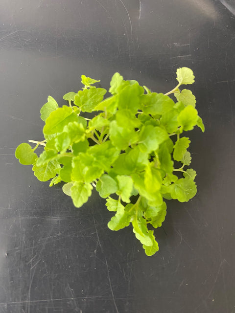 Microherb - Lemon Balm