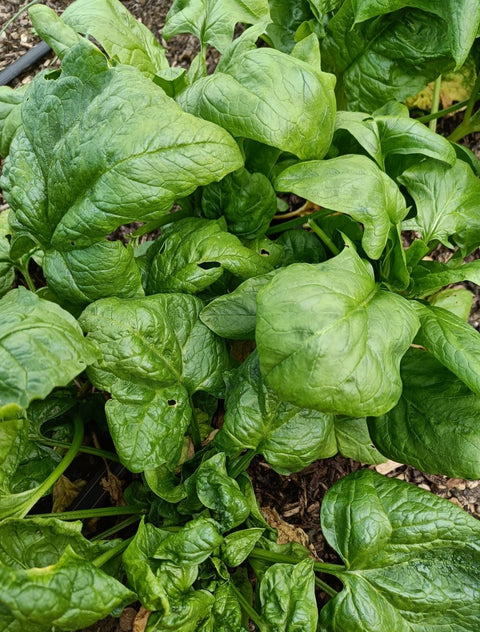Spinach - Markate
