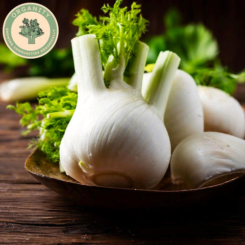 Fennel