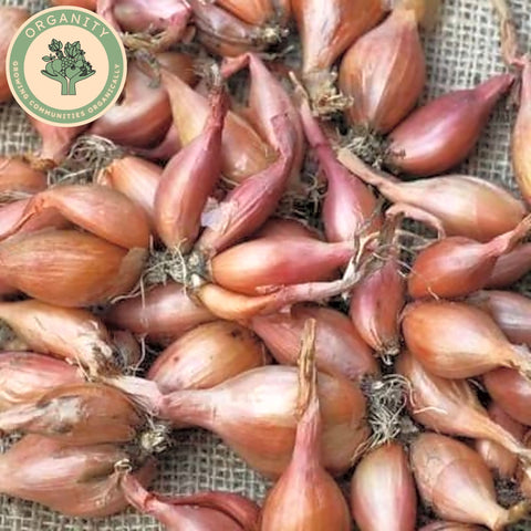 Shallots