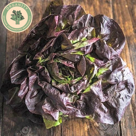 Lettuce - Batavia