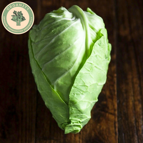 Cabbage - Pointed