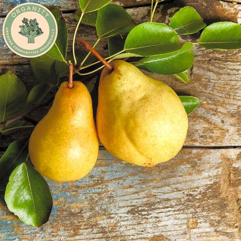 Pear - Conference