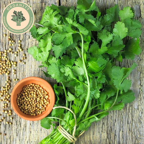 Coriander