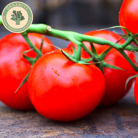 Tomatoes - Large Vine