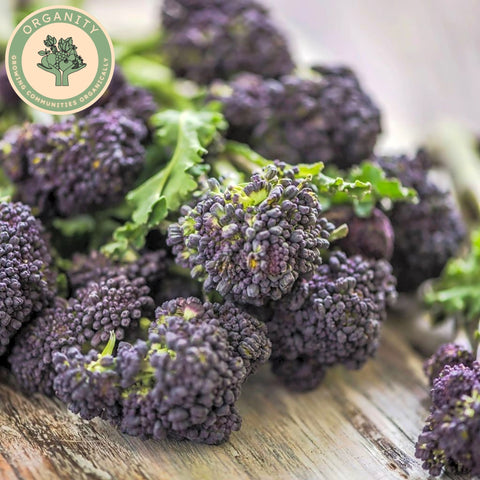 Broccoli - Purple Sprouting