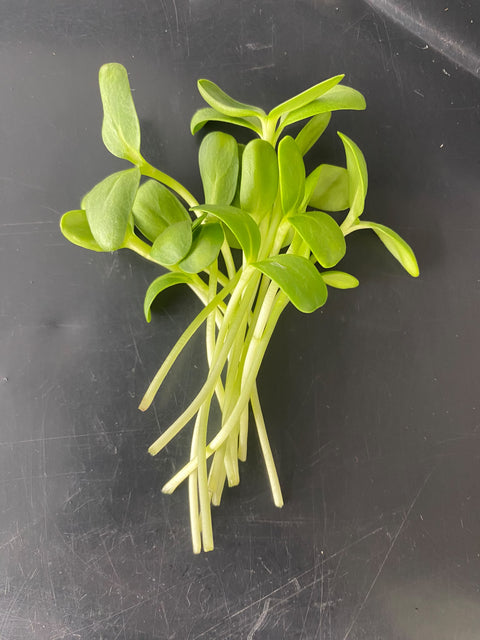 Sunflower Shoots