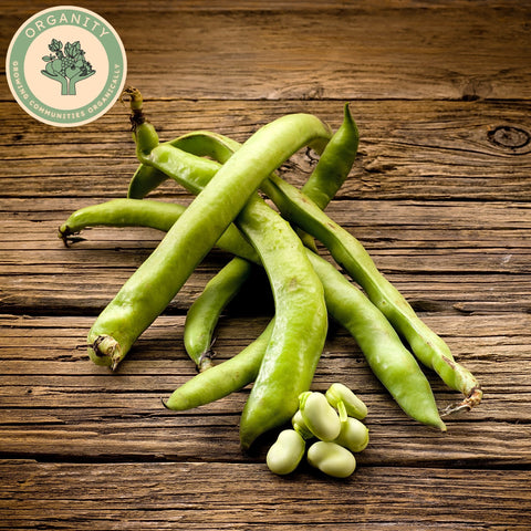 Beans - Broad