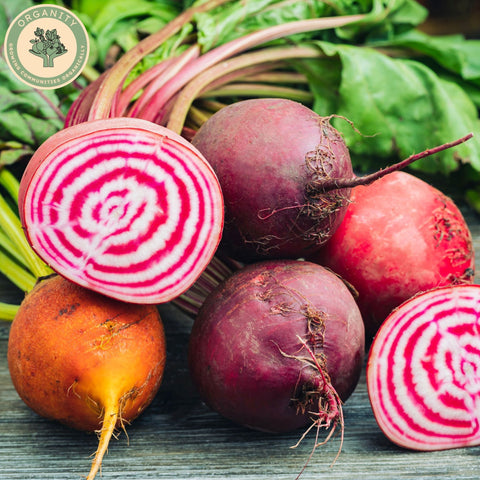 Beetroot - Rainbow Bunched