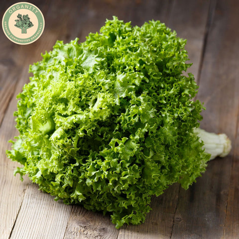 Lettuce - Batavia Green
