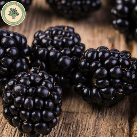 Blackberries