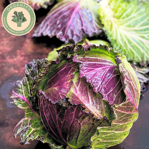 Cabbage - January King