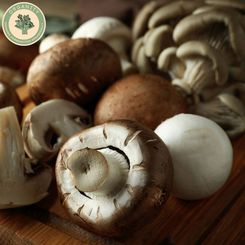 Mushrooms - Chestnut