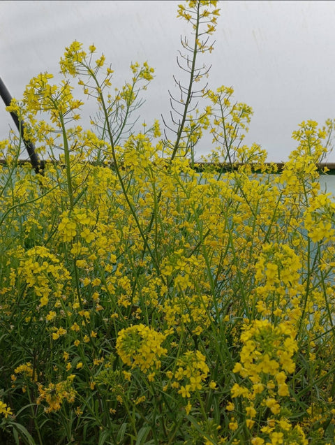 Edible Flowers - Markate