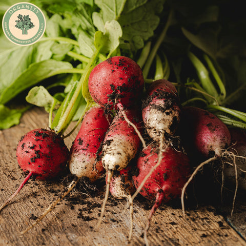 Radish - Bunch