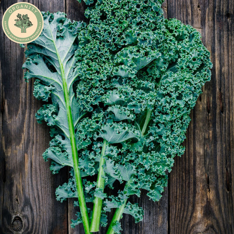 Kale - Curly Green