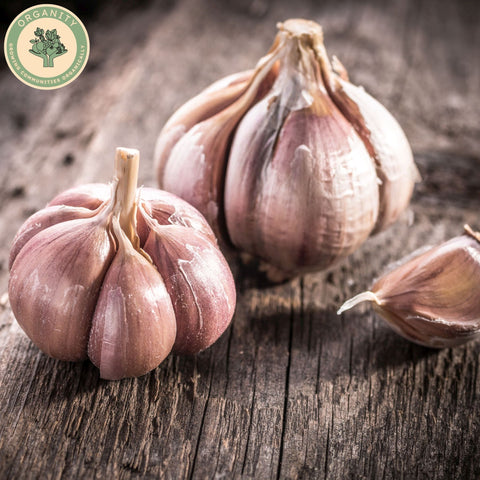 Garlic - Bulb