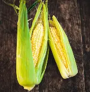 Corn on the cob