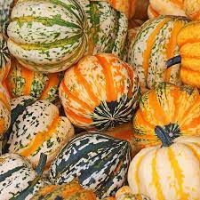Celebration Squash