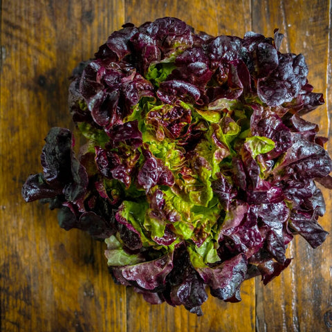 Lettuce - Oakleaf