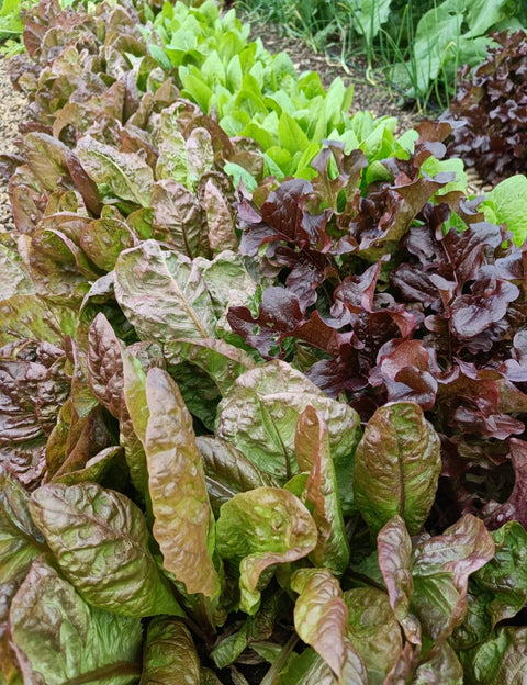 Mixed Salad Leaves - MarKate