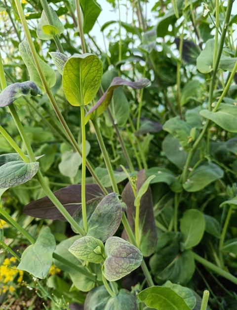 Oriental Leaves - MarKate