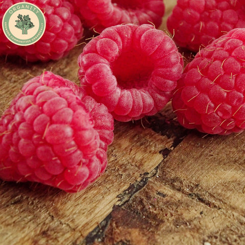 Raspberry Fresh