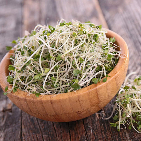 Red Clover sprouts
