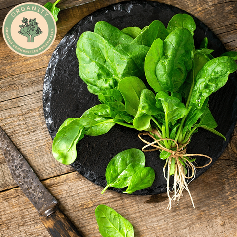 Spinach - New Zealand